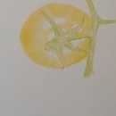 보테니컬아트 이미지