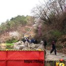 우리가락 민요 | 흐드러진 벚꽃 아래 펼쳐진 예술의 향연, 2026 서대문 봄빛 축제 ‘서대문 벚꽃 한마당’ 후기