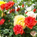 장미슈퍼 이미지