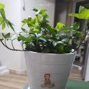 부영화원 이미지