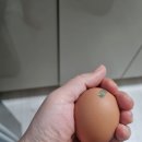 에그랑농장 티스토리