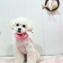 메리몰펫샵(사직점) 이미지