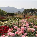 장미축제 이미지