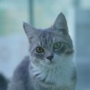 대구고양이분양 도로시펫 이미지