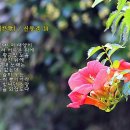 비가 (悲歌) / 신동춘 작시, 김연준 작곡 / M. Sop. 김학남 이미지