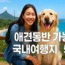 꿈에그린펜션A | 반려견과 떠나는 꿈같은 휴가! 국내 애견 동반 펜션 BEST 5 추천 🐾