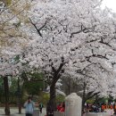 대구 달성공원 벚꽃 풍경2. 이미지