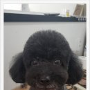 더 편하개 이미지