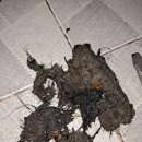 푸른마을 주공4단지 이미지