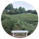 보성 녹차밭 제암산 자연휴양림 힐링 여행 직접 다녀온 후기