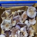 가지버섯 , 굽더더기버섯 판매 이미지