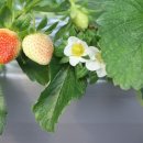 원덕농장 이미지