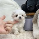 앙쥬펫 강아지분양 은평구점 이미지