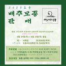 (마감합니다)2023 토종배추 모종 판매합니다!(5종/ 구억, 경종, 청방, 무릉, 150일 배추) 이미지