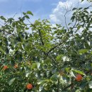 스테이단감 이미지