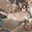 J&L 희귀모색 프렌치불독 이미지