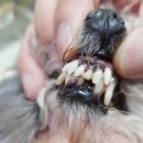 미사다나을동물병원 이미지