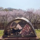 인천대공원 내 | 봄 벚꽃 캠핑 인천대공원 캠핑장 후기 가격 예매 추천 데크사이트