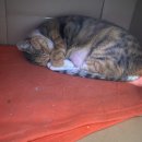 실이 그루밍 이미지