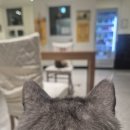 노라조 | 계양구에서 제일 귀여운 곳 발견! 인천 고양이카페 노라조야옹아 후기