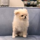 이매 동물병원 이미지
