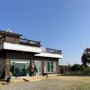 댄싱도그 이미지