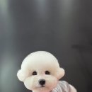 시루 반려견 미용 이미지