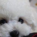 리사앤루이 이미지