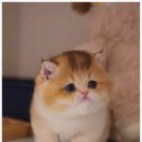 모나미네코본점
