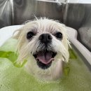 애견미용 이미지