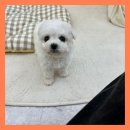 몽이 애견샵 이미지