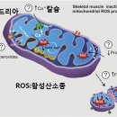 흥미로운 미토콘드리아 이미지