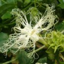 하늘타리 이미지