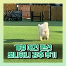 보니하니 | 가평 애견 펜션 : 보니하니 다녀왔어요 강추 후기❤