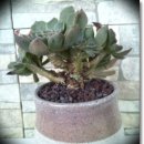 세븐스타 이미지