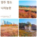 고암체육공원 | 서울근교 나들이 양주 나리농원 가을축제 꽃구경