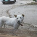 땡칠이 민박 이미지