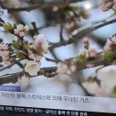 전국 곳곳에 벚꽃 개화 이미지