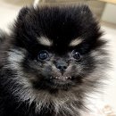 꾸앤쏭 | 도봉구 방학동 애견미용 꾸앤쏭 후기 | 포메 첫 목욕 트라우마 걱정 끝