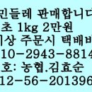 토종흰민들레식품 이미지