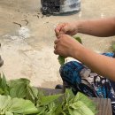 신돌고래 이미지