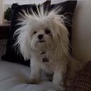 신성신발 이미지