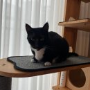 덴탈메인 | 고양이 이빨 입냄새 영양제 츄르 마싯츄 덴탈플러스 만족후기 내돈내산