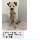 솔펫 애견미용놀이터 이미지