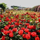 곡성군보건의료원 | 곡성 장미축제 주차 꿀팁 완전 정복 | 후문 주차·셔틀버스·혼잡 시간 피하는 법