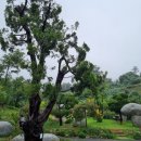 세라비정원