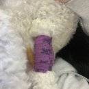 분당파크뷰 동물병원 이미지