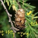 낙엽송(일본잎갈나무) 이미지