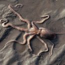 장도낙지 이미지