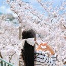 닥밭골 벽화마을 | 부산 벚꽃 명소 닥밭골 벽화마을 부산 모노레일 나들이 실시간